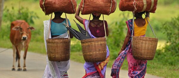 نساء هنديات تحملن أغراضهن على رؤوسهن في حقل زراعي للشاي في ولاية آسام، الهند 22 أغسطس/ آب 2016 - سبوتنيك عربي