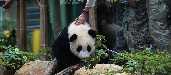 زوار في حديقة الحيوانات يطعمون دب الباندا في كوالالمبور، 23 أغسطس/ آب 2016 - سبوتنيك عربي