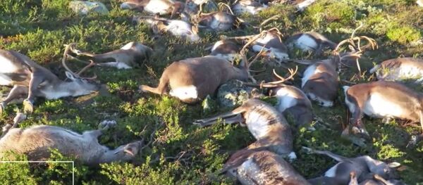 صاعقة تقتل حيوانات الرنة - سبوتنيك عربي