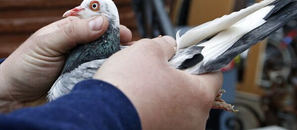 حمامة - سبوتنيك عربي