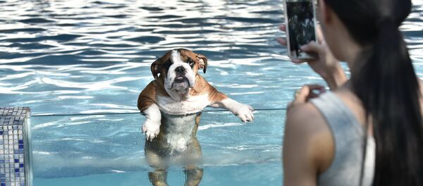 كلب كلب - سبوتنيك عربي