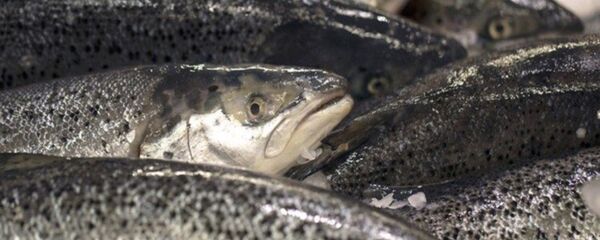 سمك - سبوتنيك عربي