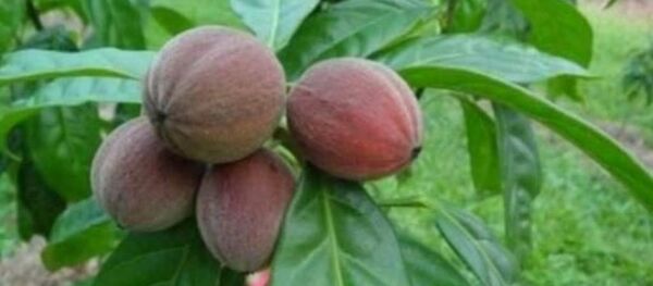 ثمار لعلاج السرطان - سبوتنيك عربي