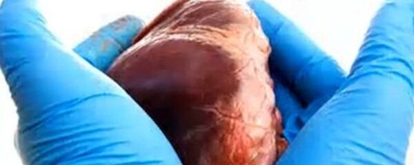 صورة قلب - سبوتنيك عربي