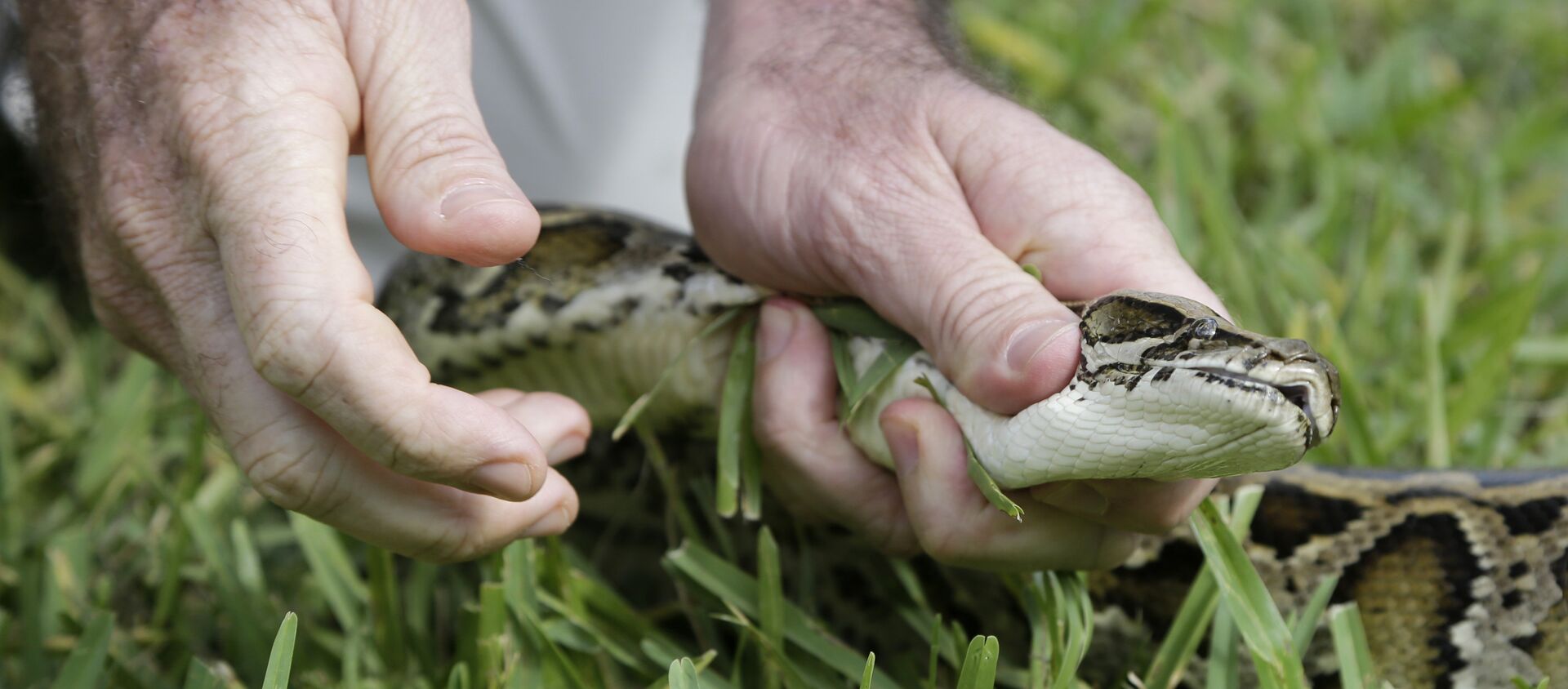 ثعبان  - سبوتنيك عربي, 1920, 26.08.2021