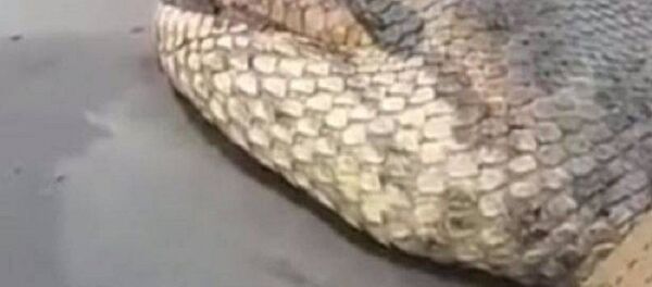 أضخم ثعبان - سبوتنيك عربي
