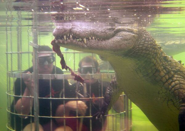 اليوم العالمي للسياحة - سياح في قفز محمي يشاهدون تمساحا ضخما أثناء الأكل، محمية برية كانغو في أوتشورن، جنوب أفريقيا - سبوتنيك عربي