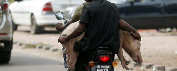 رجل يحمل حيوان الخنزير على دراجة نارية في كينشاسا، جمهورية الكونغو الديمواقراطية 28 سبتمبر/ أيلول 2016 - سبوتنيك عربي