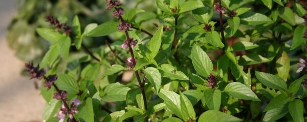 الريحان - سبوتنيك عربي