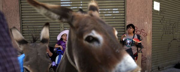 حمار حمار - سبوتنيك عربي