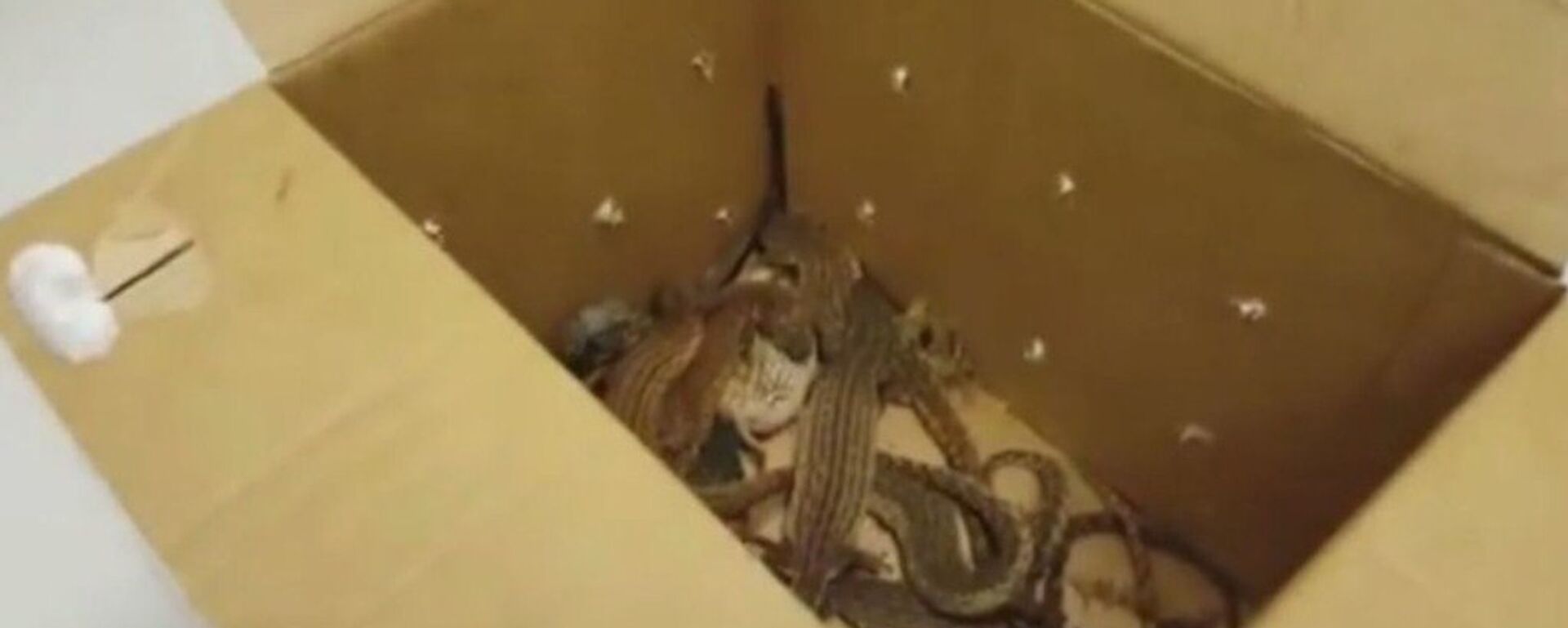 ثعابين وسحالي - سبوتنيك عربي, 1920, 21.01.2022