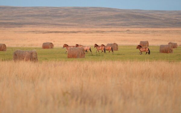 الرئيس الروسي فلاديمير بوتين في رحلة عمل إلى محمية طبيعية في أورينبورغ - سبوتنيك عربي