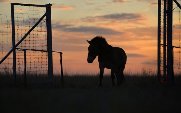 الرئيس الروسي فلاديمير بوتين في رحلة عمل إلى محمية طبيعية في أورينبورغ - سبوتنيك عربي