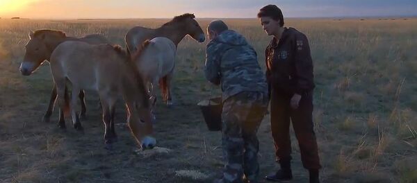 بوتين يطعم الخيول - سبوتنيك عربي