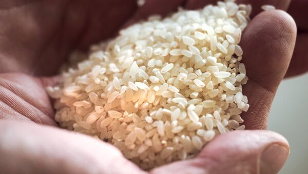 الأرز - سبوتنيك عربي