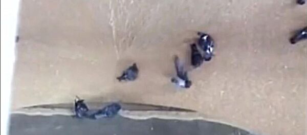 مكينة الطحن تبتلع طيور الحمام مع القمح في معمل خبز روسي مكينة الطحن تبتلع طيور الحمام مع القمح في معمل خبز روسي - سبوتنيك عربي