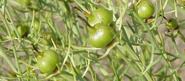 نبتة الحرمل نبتة الحرمل - سبوتنيك عربي