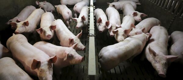 مزرعة خنازير - سبوتنيك عربي