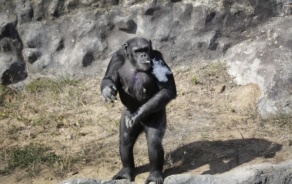 العادة المفضلة لقرد الشامبانزي - سبوتنيك عربي