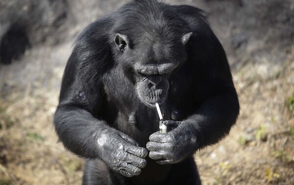 العادة المفضلة لقرد الشامبانزي - سبوتنيك عربي