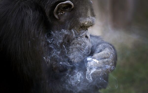 العادة المفضلة لقرد الشامبانزي - سبوتنيك عربي