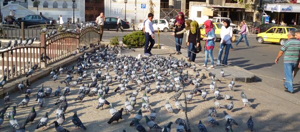 الحمام الدمشقي رسول سلام الشام إلى العالم الحمام الدمشقي رسول سلام الشام إلى العالم - سبوتنيك عربي