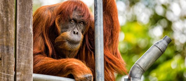 أقدم قرد أرانغوتان (إنسان الغاب) في العالم يبلغ من العمر 60 عاماً يقيم في حديقة يبرث زوو للحيوانات غرب أستراليا، 27 أكتوبر/ تشرين الأول 2016 - سبوتنيك عربي