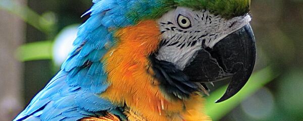 ببغاء ببغاء - سبوتنيك عربي