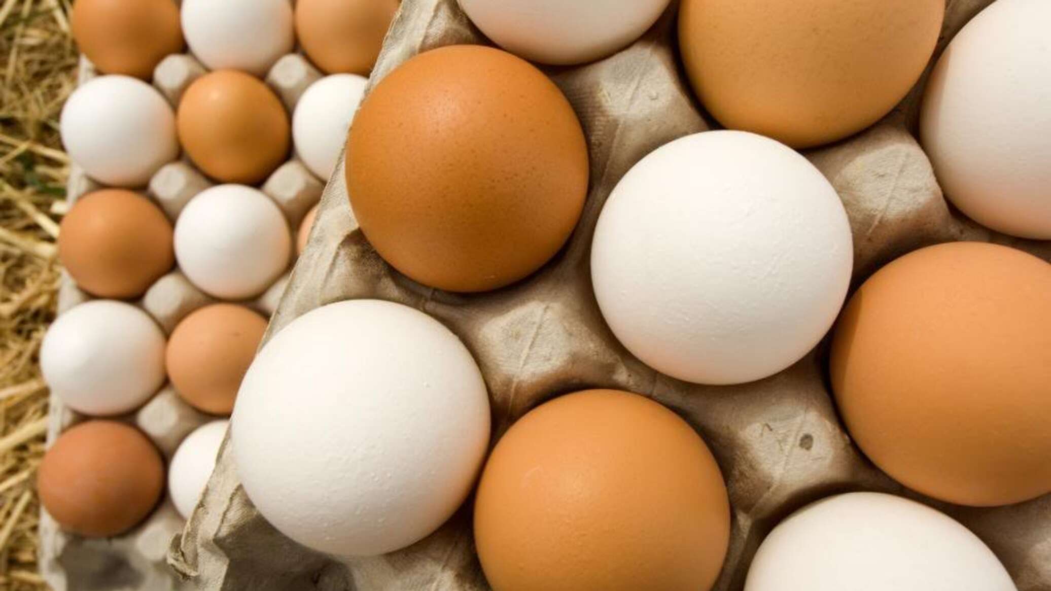 روسيا تصدر بيض الدواجن إلى الولايات المتحدة لأول مرة في التاريخ الحديث