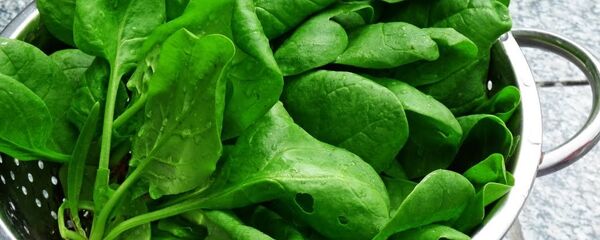 سبانخ - سبوتنيك عربي