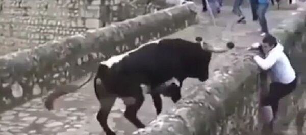 ثور هائج ثور هائج - سبوتنيك عربي