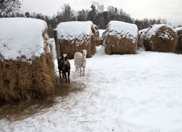 حيوان الماعز يقف وسط ثلج كثيف في قرية بيريزوفكا بمقاطعة تومسك - سبوتنيك عربي