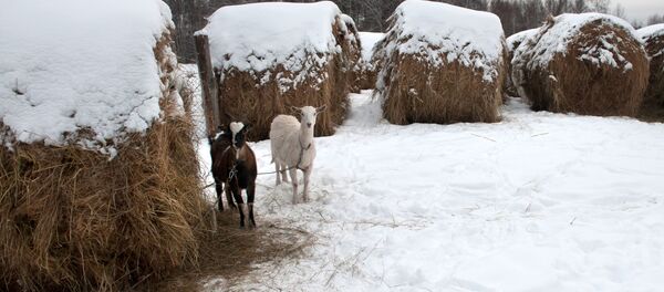 ثلج كثيف (أرشيفية) - سبوتنيك عربي