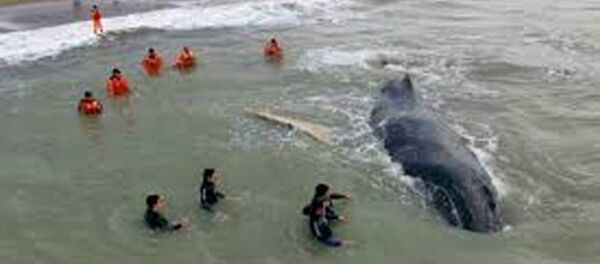 حوت - سبوتنيك عربي