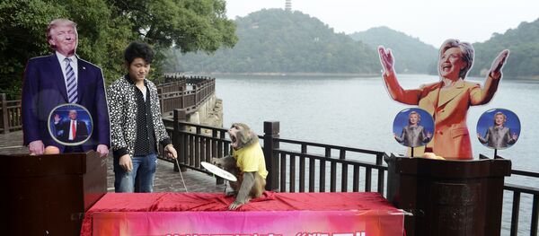 القرد ملك التوقعات - سبوتنيك عربي