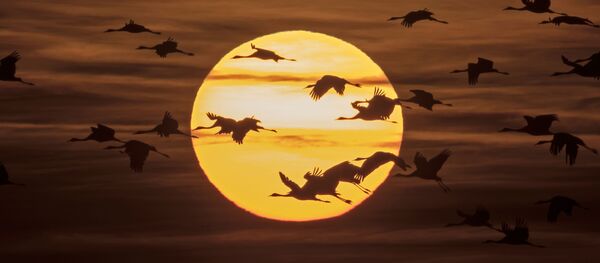 هجرة طيور الكركية من أماكن تكاثرهم في شمال ألمانيا إلى جنوبها، 31 أكتوبر/ تشرين الأول 2016 هجرة طيور الكركية من أماكن تكاثرهم في شمال ألمانيا إلى جنوبها، 31 أكتوبر/ تشرين الأول 2016 - سبوتنيك عربي