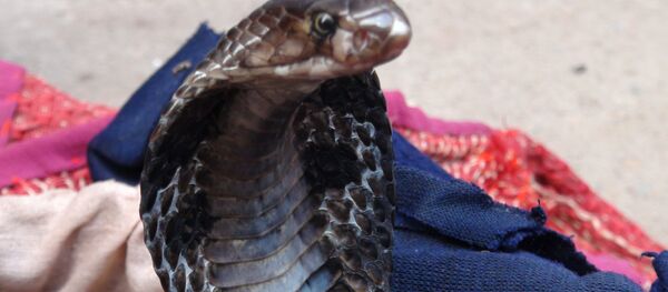 ثعبان - سبوتنيك عربي