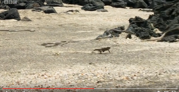 الأفعى تطارد الإغوانا - سبوتنيك عربي