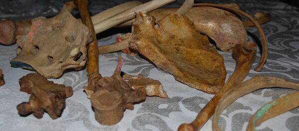 أعضاء بشرية أعضاء بشرية - سبوتنيك عربي