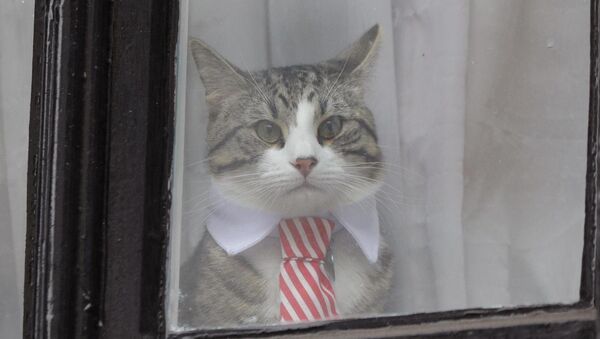 قطة أسانج تلبس ربطة عنق - سبوتنيك عربي
