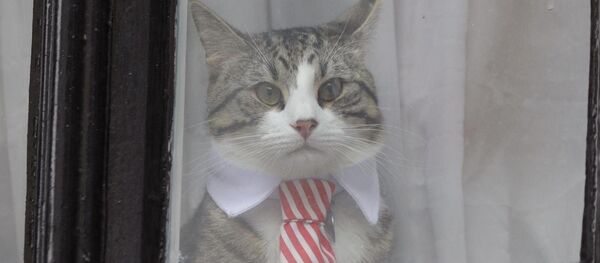 قطة أسانج تلبس ربطة عنق - سبوتنيك عربي