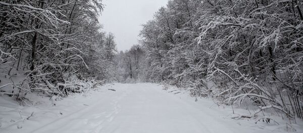 طريق مغطى بثلج كثيف وسط غابة بجمهورية كاريليا - سبوتنيك عربي