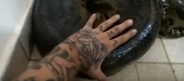 أفعى الأناكوندا - سبوتنيك عربي