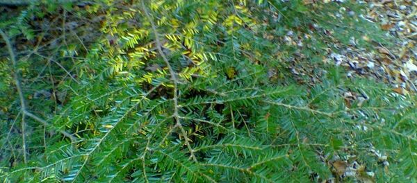 الأتسوغة الكندية أو الشوكران الشرقية - سبوتنيك عربي