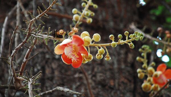 شجرة المدفع شجرة المدفع - سبوتنيك عربي