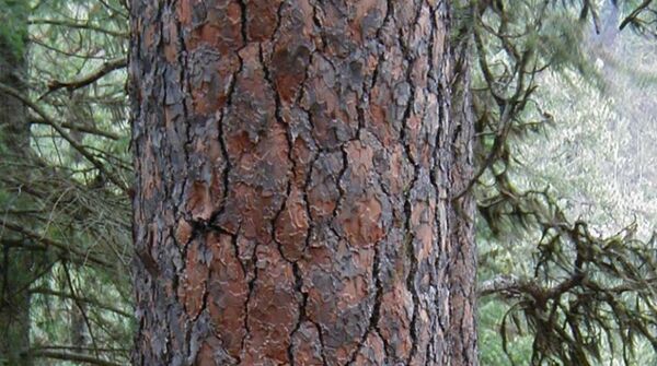 أغرب وأجمل 10 أشجار حول العالم (صور) أغرب وأجمل 10 أشجار حول العالم (صور) - سبوتنيك عربي