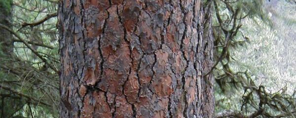 أشجار الصنوبر الأصفر الغربية أشجار الصنوبر الأصفر الغربية - سبوتنيك عربي