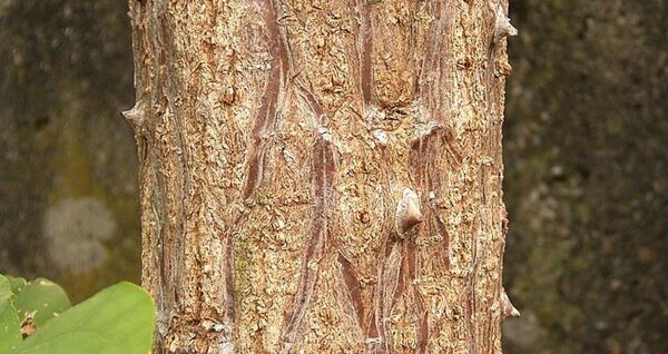 أغرب وأجمل 10 أشجار حول العالم (صور) أغرب وأجمل 10 أشجار حول العالم (صور) - سبوتنيك عربي