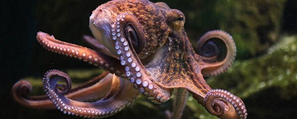 اخطبوط - سبوتنيك عربي