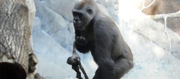 غوريلا تحمل طفلها الميت غوريلا تحمل طفلها الميت - سبوتنيك عربي